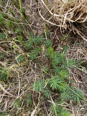 Dawsonia polytrichoides