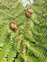 Cyathea smithii