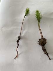 Dawsonia polytrichoides