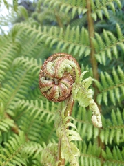 Cyathea smithii