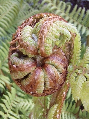Cyathea smithii
