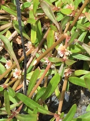 Alternanthera denticulata