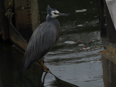 Egretta novaehollandiae novaehollandiae