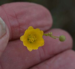Sida trichopoda