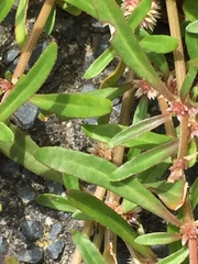 Alternanthera denticulata
