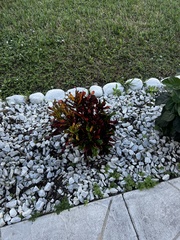 Excoecaria cochinchinensis