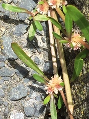 Alternanthera denticulata