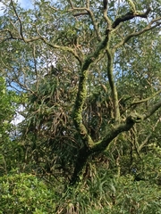 Freycinetia formosana