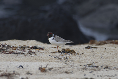 Thinornis cucullatus