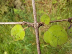 Coprosma rotundifolia