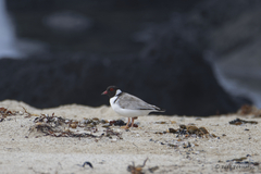 Thinornis cucullatus