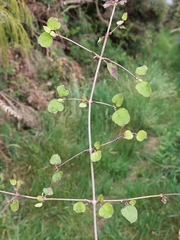 Coprosma rotundifolia