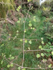 Coprosma rotundifolia