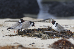 Thinornis cucullatus