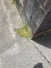 Alternanthera denticulata