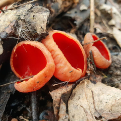 Sarcoscypha austriaca