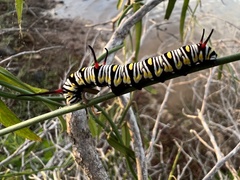 Danaus