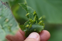 Eriophyes tiliae