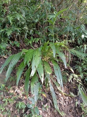 Cephalantheropsis obcordata