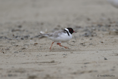 Thinornis cucullatus