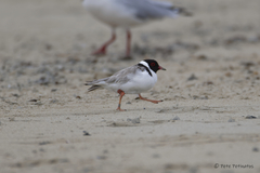 Thinornis cucullatus