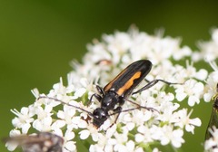 Strangalepta abbreviata