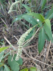 Persicaria barbata