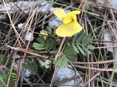 Chamaecrista fasciculata
