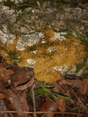 Polycauliona candelaria