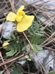 Chamaecrista fasciculata