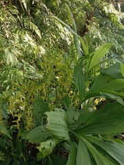 Cephalantheropsis obcordata