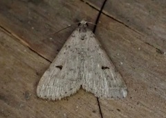 Bleptina caradrinalis