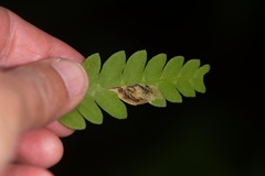 Chirosia filicis