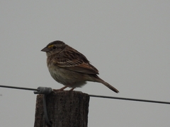 Ammodramus humeralis