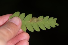 Chirosia filicis