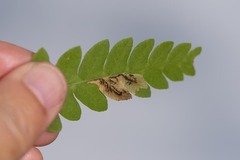 Chirosia filicis