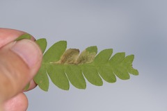 Chirosia filicis