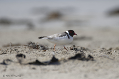 Thinornis cucullatus