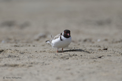 Thinornis cucullatus