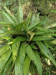 Calanthe speciosa