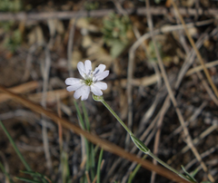 Silene linnaeana