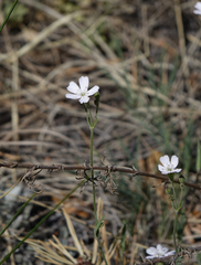 Silene linnaeana