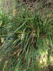 Dianella ensifolia