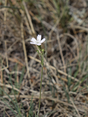 Silene linnaeana