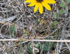 Helianthus heterophyllus