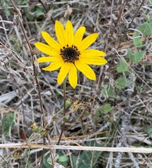 Helianthus heterophyllus