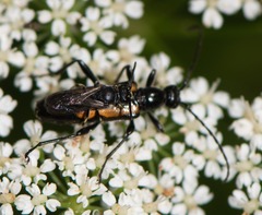 Strangalepta abbreviata