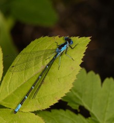 Chromagrion conditum