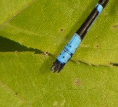 Chromagrion conditum