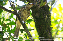 Sericulus chrysocephalus